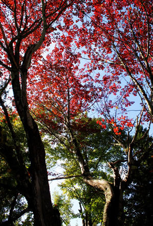 crimson red leaves at the top of twisted branches reaching toward the sky