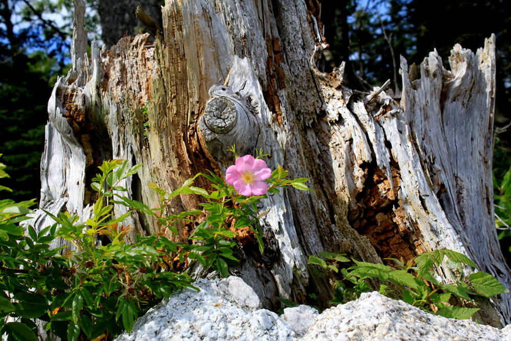 a single pink beach rose blossom in front of a very old tree stump